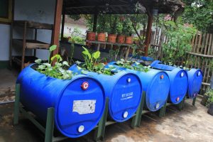 Beternak Ikan Lele tapi Lahan Terbatas ? Siapa Takut ?