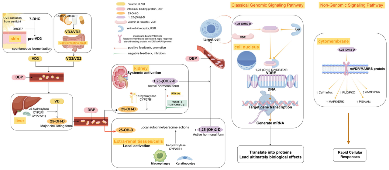 The Multi-Dimensional Role of Vitamin D in the Pathophysiology and ... The Role of Financial Advisors in Investment Product Sales