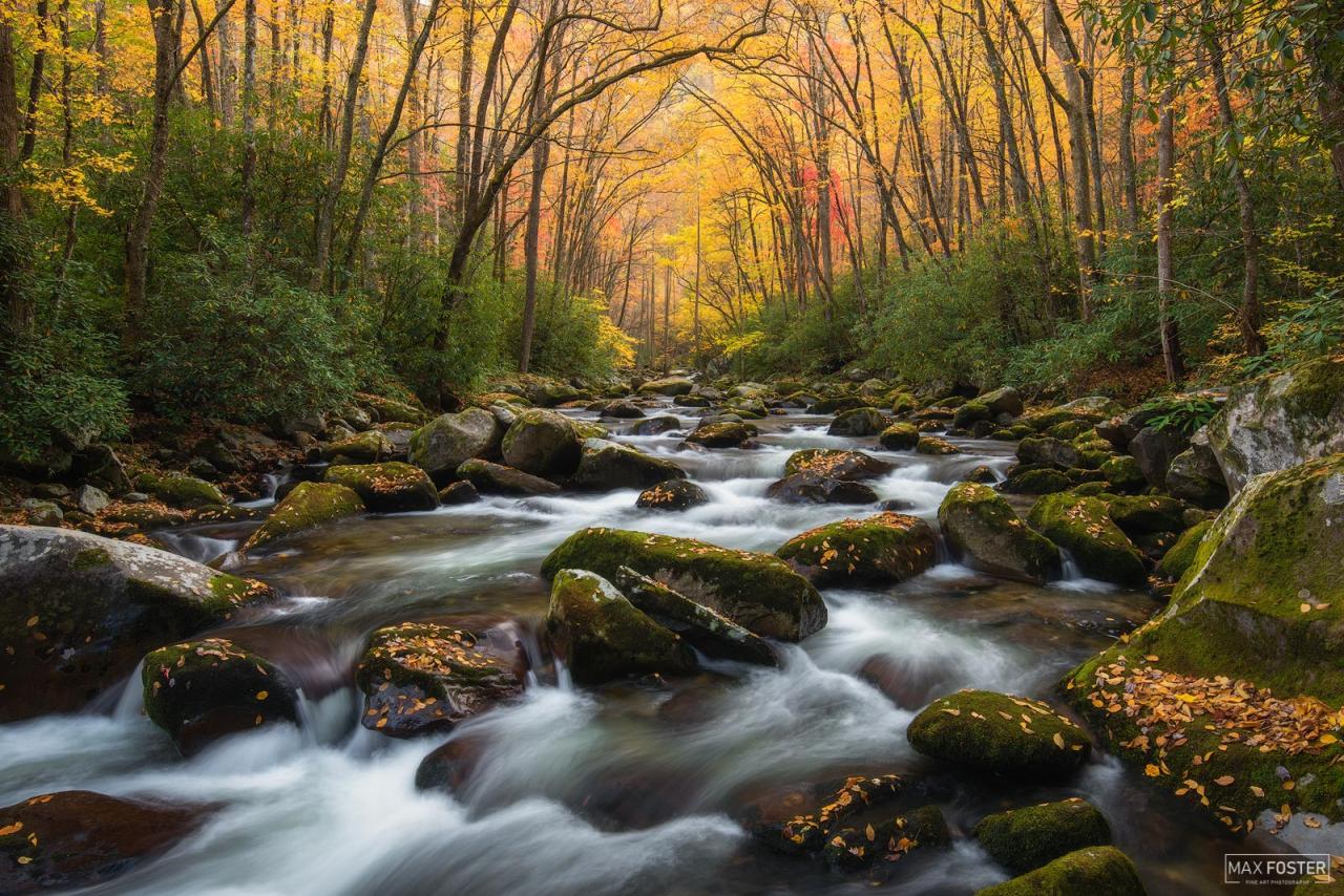 The 3 Best Cameras for Nature Photography Beginners | Max Foster ... Photography Product Launch Strategies That Work
