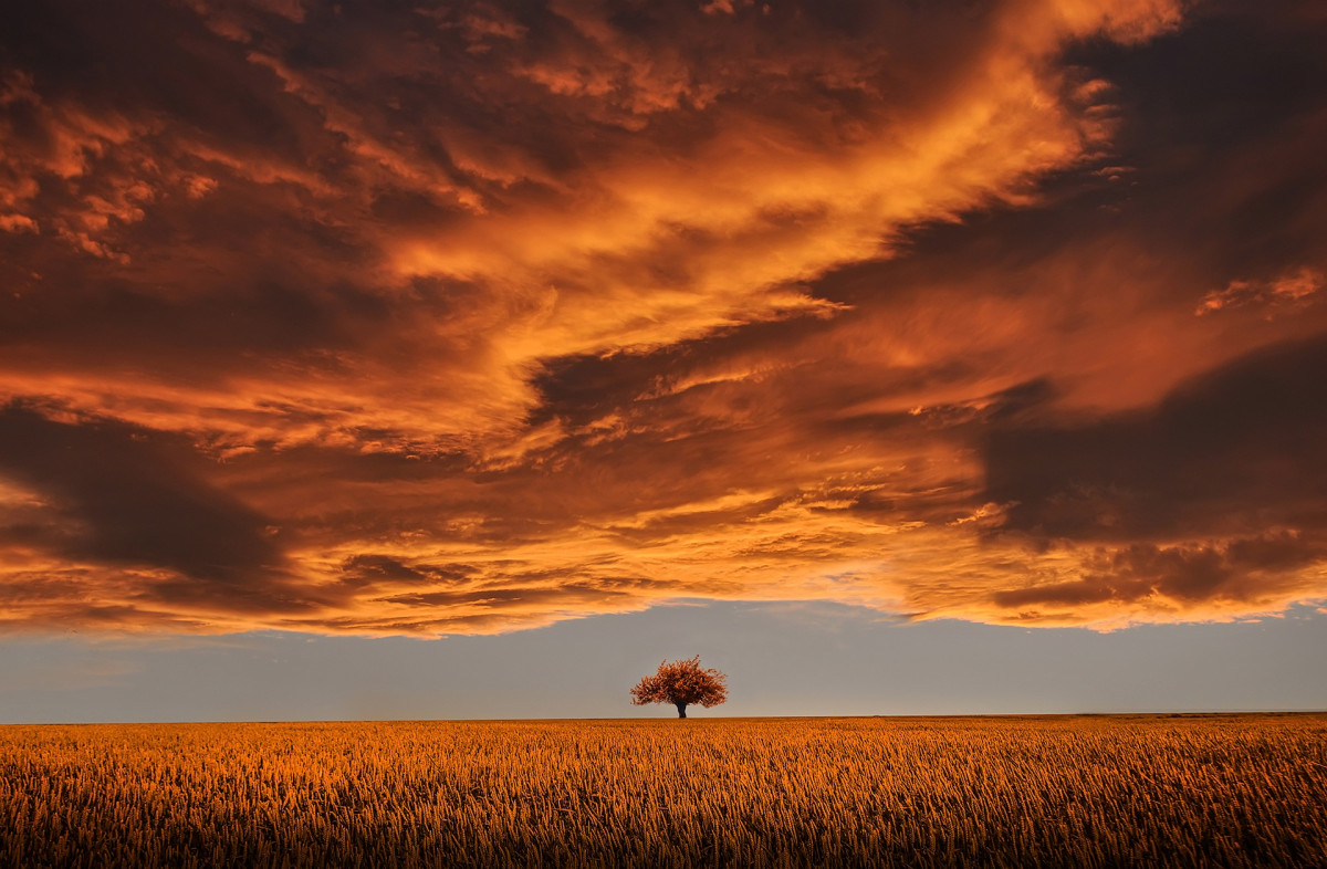 Free Images : landscape, tree, water, nature, grass, outdoor ... How Cloud Platforms Are Transforming Business and Management Marketing Strategies
